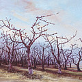 Orchards in Early Spring 